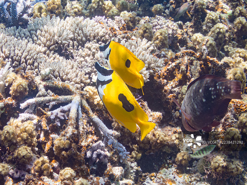 美丽的斑点狐狸鱼(Siganus unimaculatus)以及其他鱼类在奇妙的珊瑚礁中。福氏鹦嘴鱼(Scarus forsteni)成群的热带鱼。美丽的珊瑚礁和游泳的人们。安室岛、座间味岛、庆良间群岛、岛尻郡图片素材