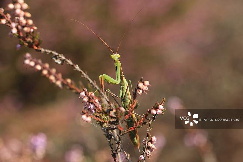 自然户外环境中，螳螂栖息在欧石楠植物上图片素材