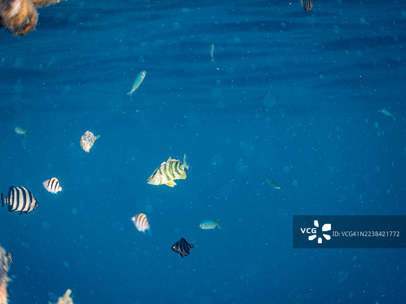 大鲹（车轮鱼）、海鲡鱼、鹦鹉鱼、斑石鲷、厚壳仔、微鳞鲀、幼鱼等鱼群。图片素材