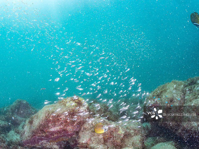 日本静冈县南伊豆町中木港平矶海滩，2025年7月26日，斑点颈鳍鱼（Ostorhinchus notatus）、幼鱼、蓝饰雀（Pomacentrus coelestis）及其他鱼类成群游动。图片素材