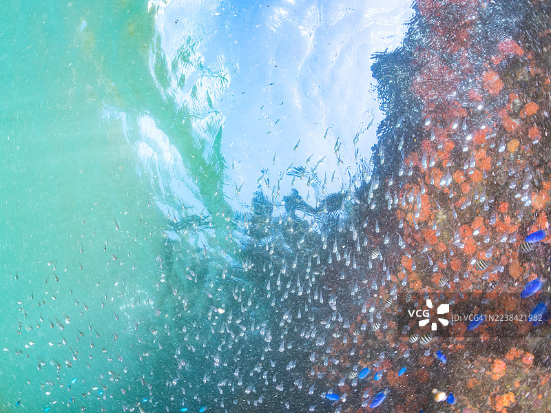 摩尔鱼（Zanclus cornutus）、黑条纹帆鳍鱼（Pempheris schwenkii）幼鱼、蓝天雀鲷（Pomacentrus coelestis）、橙杯珊瑚、海绵及其他。鱼群。静冈县伊豆半岛南伊豆町中木港平矶海滩。图片素材