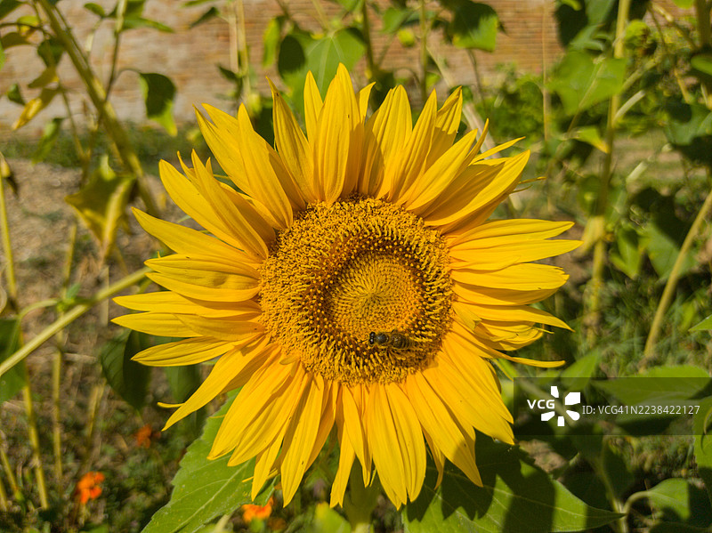 阳光下田野里，一只蜜蜂停留在鲜艳的黄色向日葵花心上，特写镜头。图片素材