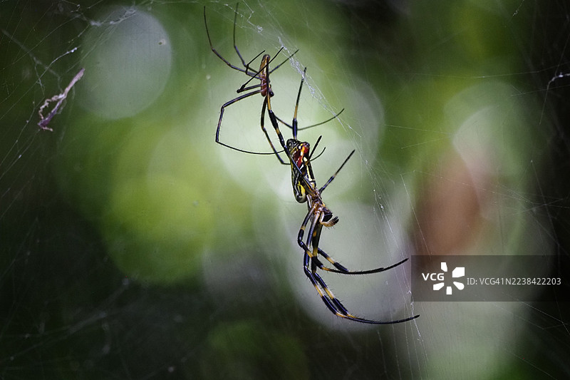 自然界中金色丝线织网蛛和一只小蜘蛛的特写图片素材