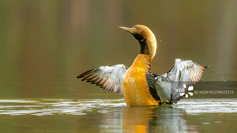 特写镜头：一只红喉潜鸟正在宁静的湖面上扇动翅膀图片素材