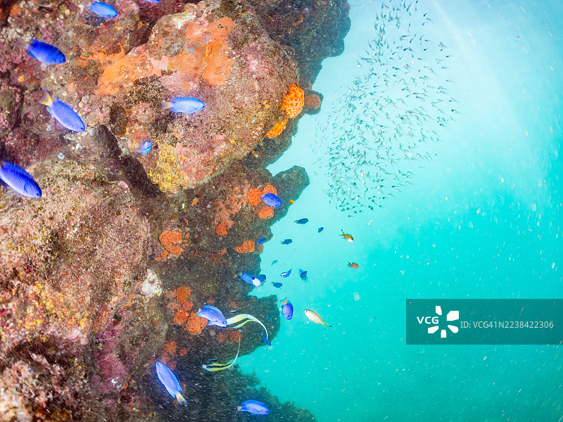 摩尔鱼（Zanclus cornutus）、黑纹海雀（Pempheris schwenkii）幼鱼、蓝天雀（Pomacentrus coelestis）、橙杯珊瑚、海绵等，鱼群。静冈县南伊豆町中木港平矶海滩。图片素材