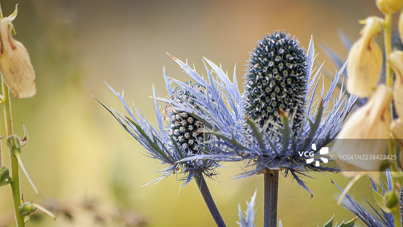花园里充满活力的蓝色海桐花特写，叶子呈尖刺状图片素材