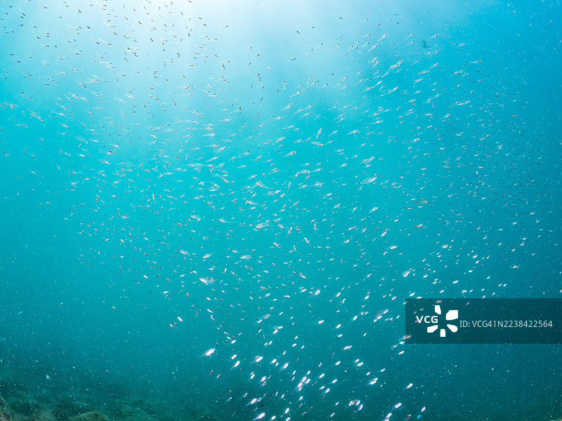 斑点颈鳍鱼(Ostorhinchus notatus)、天宫雀鲷(Pomacentrus coelestis)幼鱼等鱼群。拍摄于2025年7月26日,日本静冈县伊豆半岛南伊豆町中木港平野海滩。图片素材