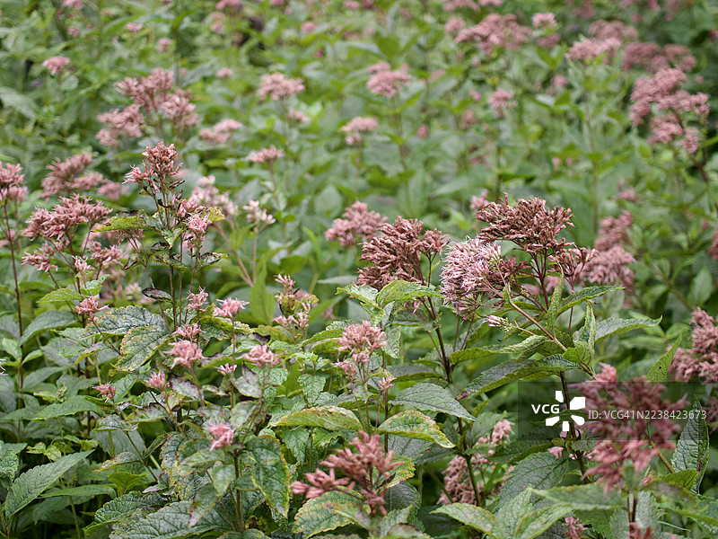 粉红色花卉植物的特写，在田野上图片素材
