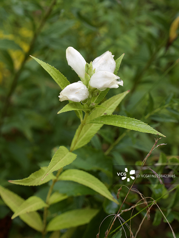 白色龟头花（Chelone glabra）在自然环境中，前景为鲜艳的绿叶特写。图片素材