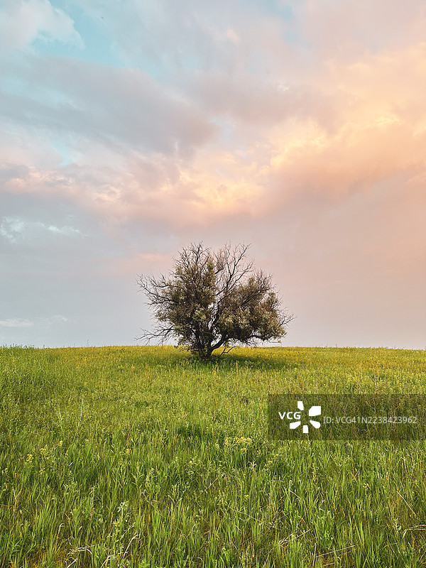 五彩的日落天空下，草坡上孤零零的一棵树图片素材
