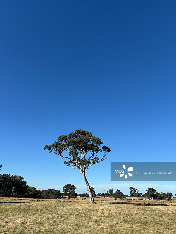 广阔的旱地上，孤零零的树木在晴朗的蓝天下矗立，营造出宁静和开阔的空间感，惠灵顿，澳大利亚，佩里桥图片素材
