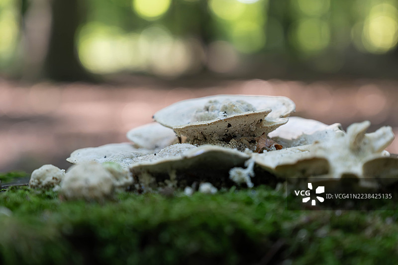 森林中白色蘑菇和绿色苔藓的特写，背景虚化图片素材
