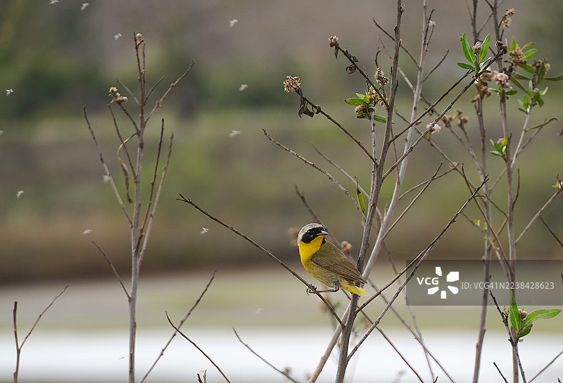 黄喉歌雀栖息在光秃秃的树枝上，周围有飞舞的昆虫，置身于自然的户外环境中。图片素材