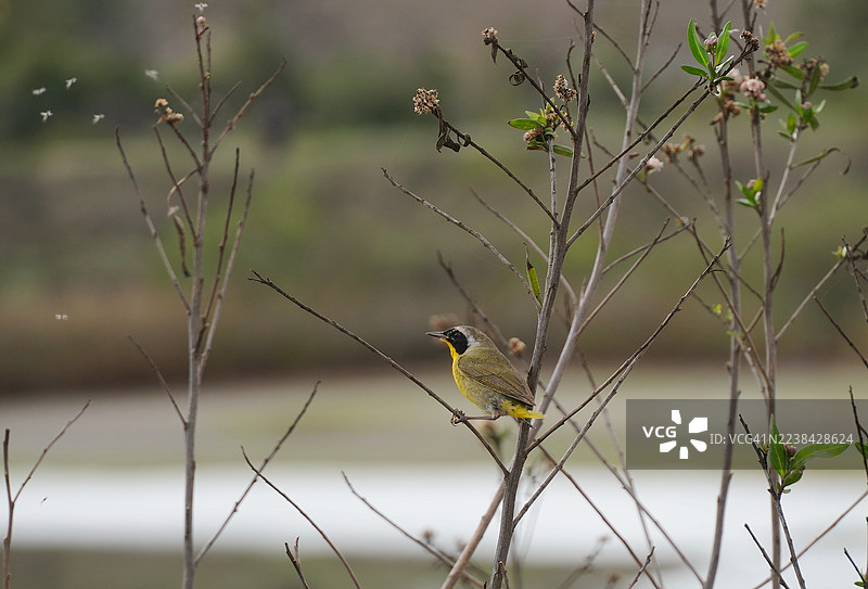 特写一只普通黄喉雀莺栖息在光秃的树枝上，背景自然虚化。图片素材