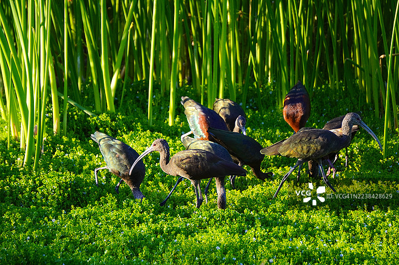 光泽朱鹭在茂密的绿色湿地植被中觅食图片素材