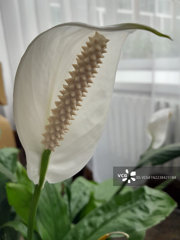 特写一朵白色的白掌花，俗称和平百合，背景柔和。图片素材