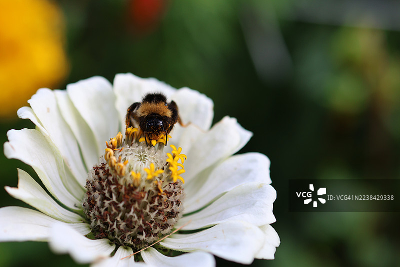 特写：一只覆盖着花粉的熊蜂在花园的白色百日草上觅食图片素材