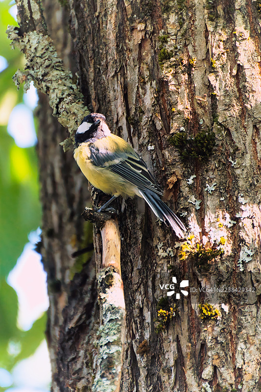 特写：一只大山雀在自然光下栖息在布满纹理的树干上图片素材