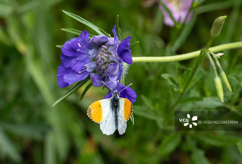 特写镜头：一只菜粉蝶在葱郁的花园中为鲜艳的紫色花朵授粉。图片素材