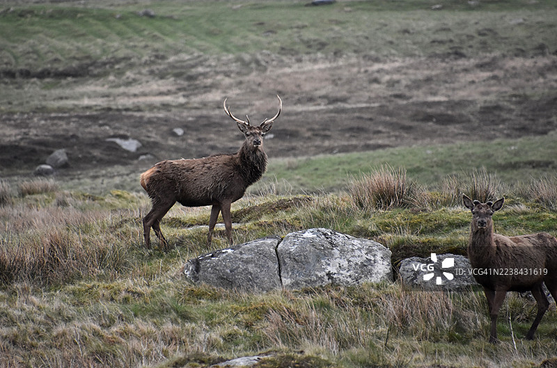 两只鹿站立在长满岩石的草地上，望向镜头图片素材