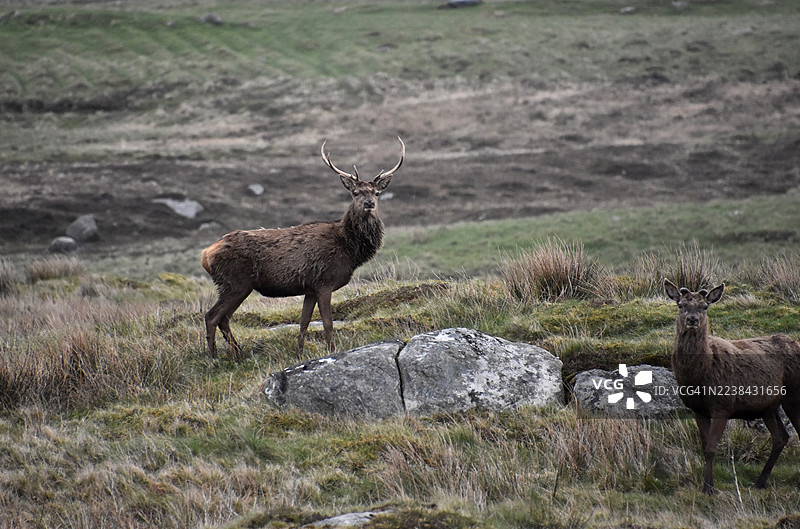 两只鹿站在长满岩石的草地上，望向镜头图片素材