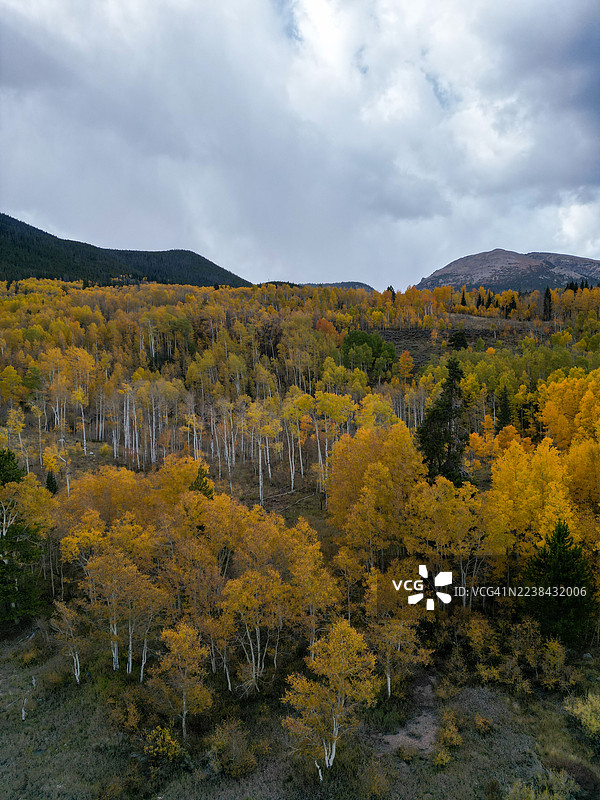 秋季森林的风景，金色的白杨树在多云的天空和山脉映衬下显得生机勃勃。图片素材