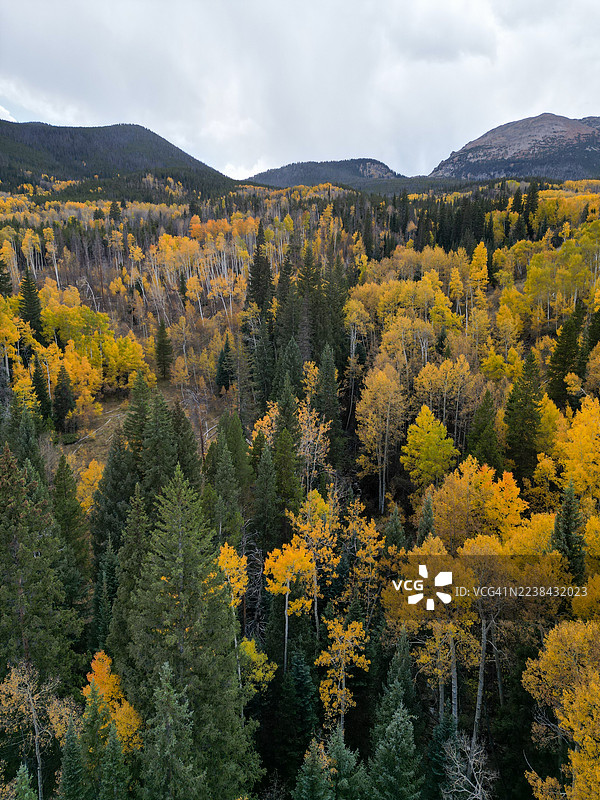秋叶斑斓的山区森林景观在阴天之下，展示着季节更迭之美图片素材