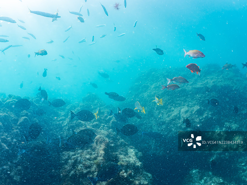 白斑角鲀 (Arothron hispidus)、缘边须鲹 (Parupeneus ciliatus)、斑点鳚 (Girella punctata)、星斑鮨 (Lutjanus stellatus) 等鱼群。静冈县伊豆半岛南伊豆町中木港平潮海滩。图片素材