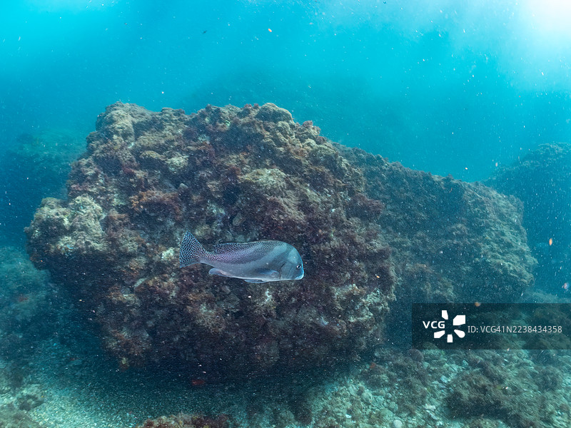 一群圆斑海猪（Plectorhinchus cinctus）在2025年7月27日于日本静冈县伊豆半岛南伊豆町中木港的 Hirizo 海滩。图片素材