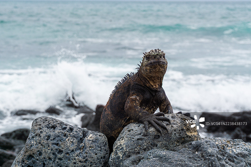 海洋鬣蜥图片素材