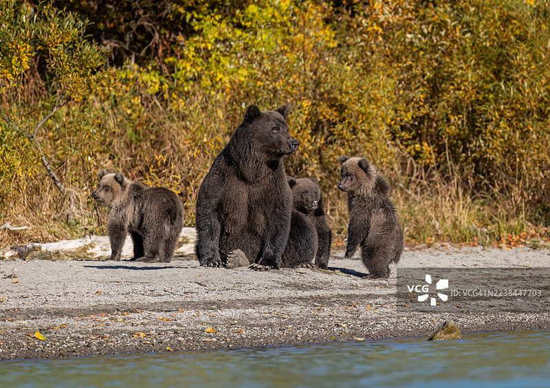 秋天的熊家族图片素材