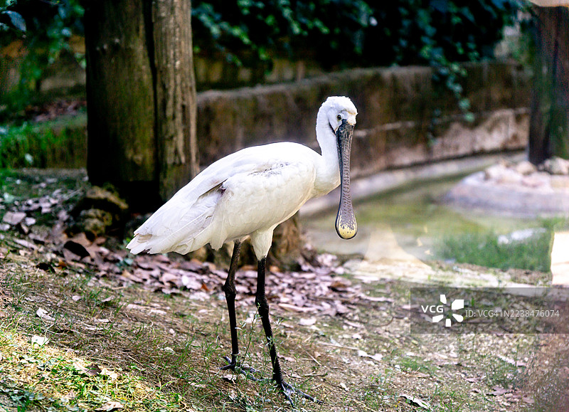 欧亚勺嘴鹬在水边停歇，它优雅的身姿和独特的喙在模仿湿地鸟类行为和自然环境设计的动物园栖息地中格外突出。图片素材