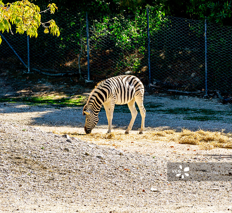 斑马在阳光普照的砾石上吃草，它标志性的条纹和孤单的身影被围栏和树木框住，身处动物园管理的栖息地，唤起了非洲稀树草原的质感。图片素材