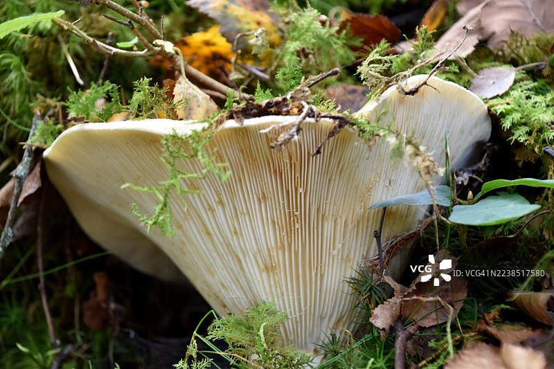 森林中的真菌图片素材
