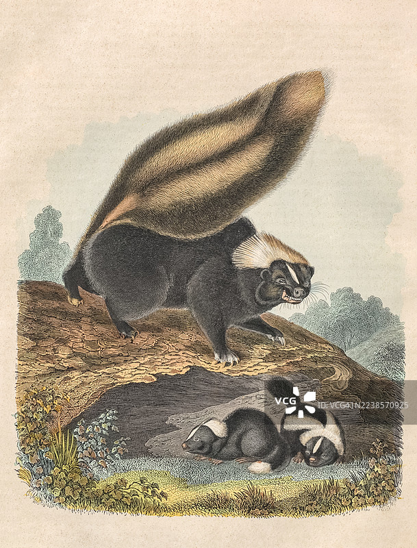 常见的美国臭鼬图片素材