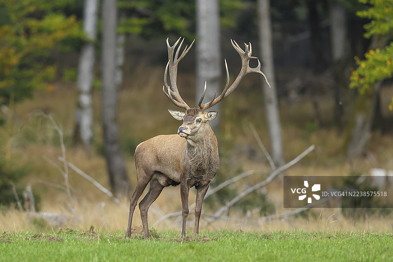 红鹿(Cervus elaphus)雄鹿在发情季节于森林空地上,野生动物,哺乳动物,德国北莱茵-威斯特法伦州锡根-维特根施泰因地区的罗斯哈尔施泰格森林小屋霍恩罗特。图片素材