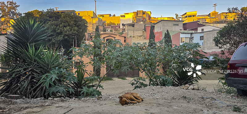 夕阳下，一只狗在蒂华纳密集的工人阶级山坡住房前休息。图片素材