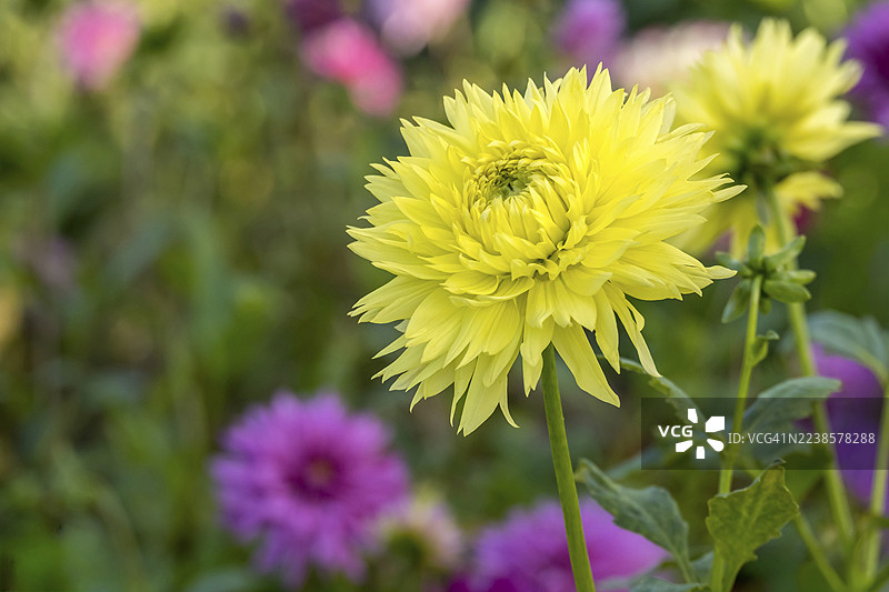 德国北莱茵-威斯特法伦州明斯特兰地区，哈雷-鲍普品种的鹿角大丽花图片素材