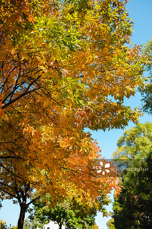 秋季蒙特利尔让·德拉波公园图片素材