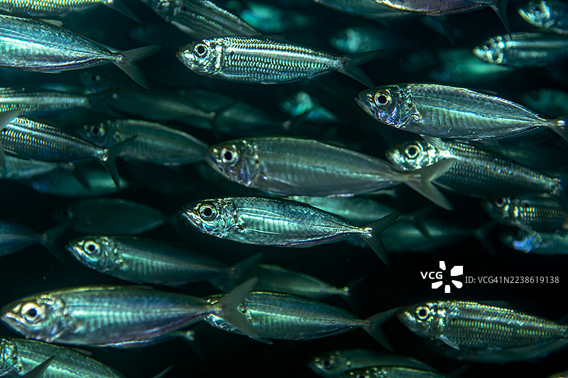 大眼鲹鱼群图片素材