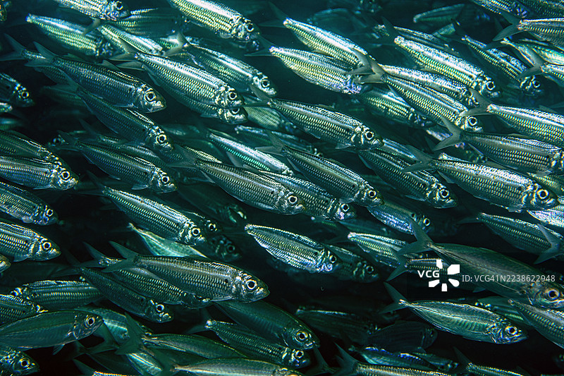 鲱鱼鱼群图片素材