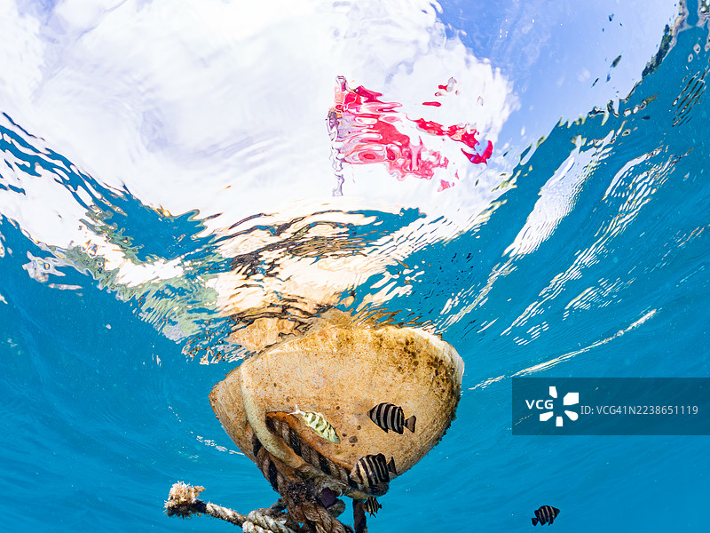 大西洋鲹 (Seriola dumerili)、拟鲹 (Elagatis bipinnulata)、鹦鹉鱼、斑鲹 (Oplegnathus fasciatus)、条纹海葵鱼 (Abudefduf vaigiensis)、小眼雕齿鲹 (Rudarius ercodes) 等鱼类群游。图片素材