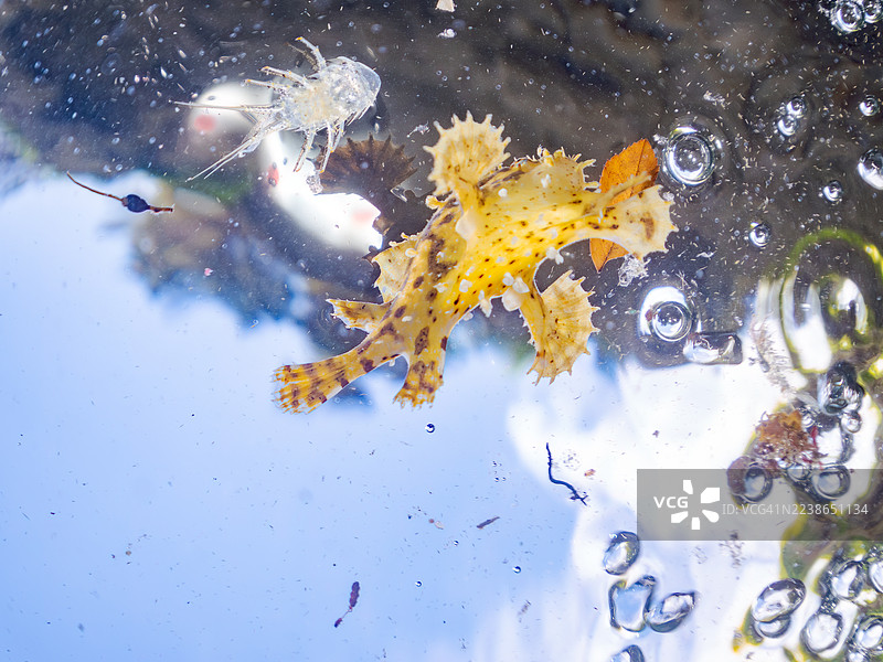 萨氏海藻鱼(Histrio histrio)幼鱼,鱼群,水面摄影。日本静冈县伊豆半岛南伊豆町中木港 Hirizo 海滩 - 2025年7月21日。图片素材