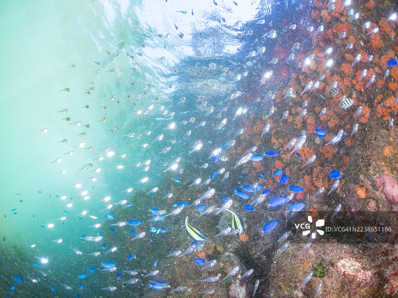 摩尔鱼，角马鱼。黑带扫帚鱼，施氏鱼，幼鱼，天鹅鱼，蓝天鱼，橙杯珊瑚，海绵。以及其他。鱼群。平尻海滩，中木港，南伊豆，伊豆半岛，静冈县图片素材