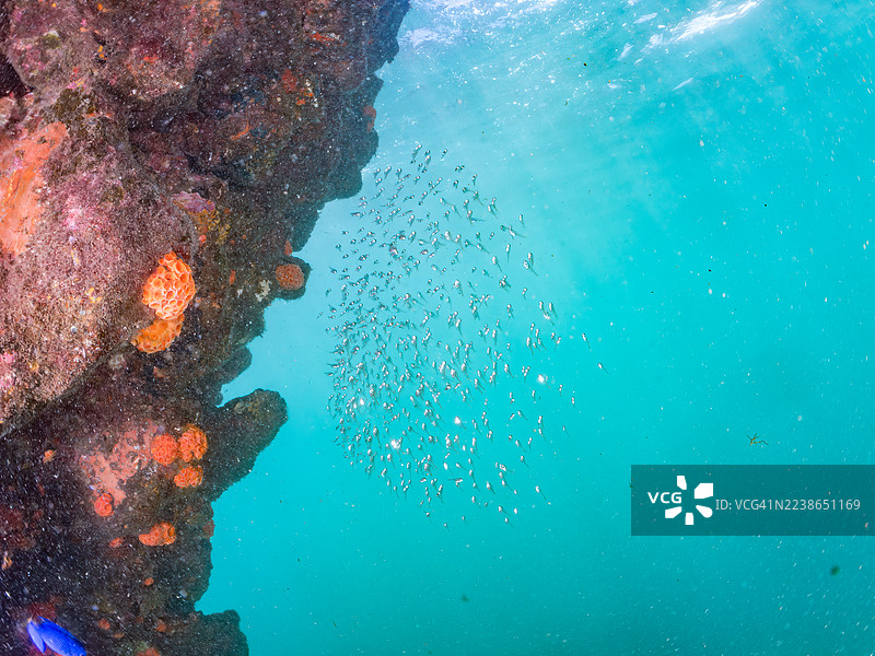 黑带扫帚鱼(Pempheris schwenkii)、天宫雀鲷(Pomacentrus coelestis)、橙杯珊瑚、海绵等。鱼群。2025年7月26日,日本静冈县伊豆半岛南伊豆町中木港平矶海滩。图片素材