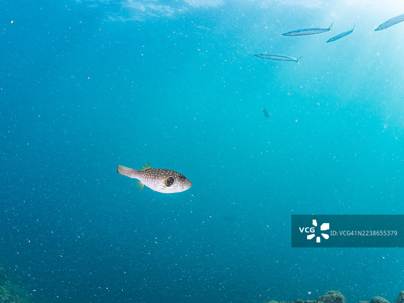 白点河豚、斑纹须鲹、斑驳裸臀鱼、星斑卢氏鲈以及其他鱼群。静冈县伊豆半岛南伊豆町仲木港平野滨。图片素材