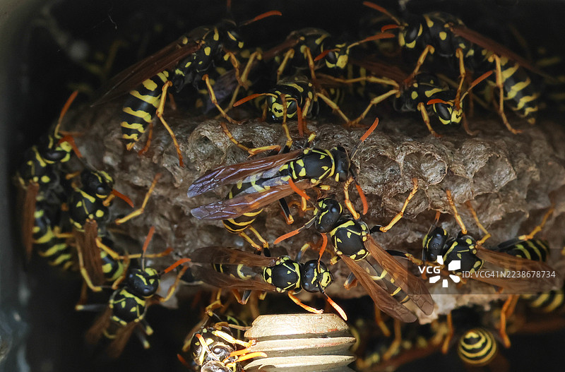 英国罕见的欧洲纸巢蜂，Polistes dominula，在金属管道中筑巢。图片素材