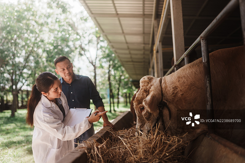 泰国兽医与农民合作评估牛只健康，利用现代畜牧、疫苗接种和生物技术提高牲畜育种效率。图片素材