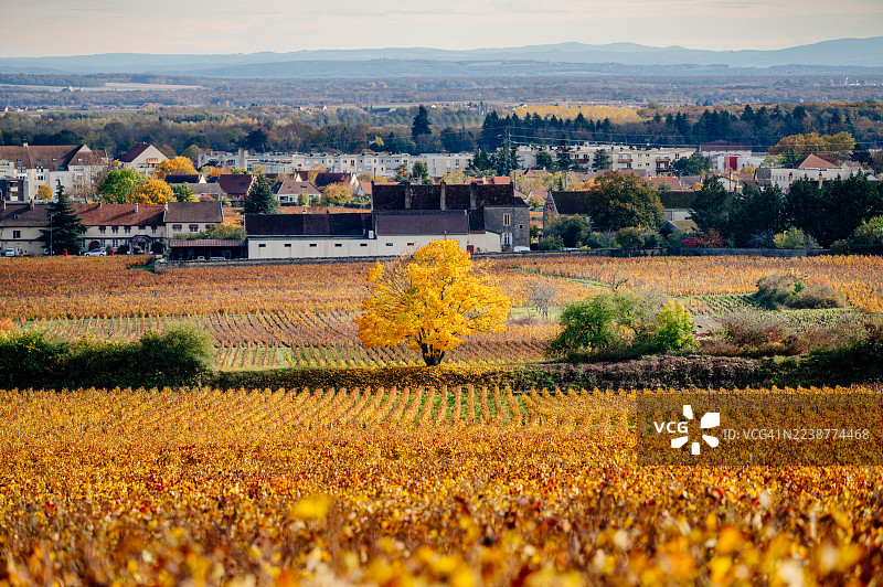 秋季勃艮第葡萄园，展示着秋叶色彩和法国乡村风光。图片素材