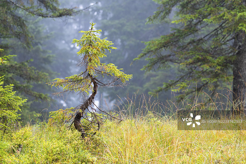 高沼地里弯曲的小松树（松属），松科（松科），奥地利福尔卡赫。 （松树，松科）图片素材